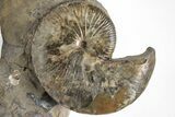 Iridescent Hoploscaphites Ammonite Fossil - South Dakota #209696-2